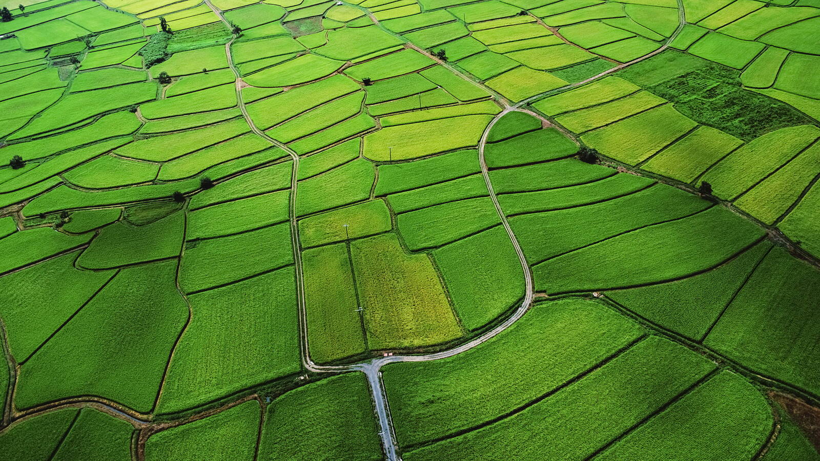 rice-paddy.jpg